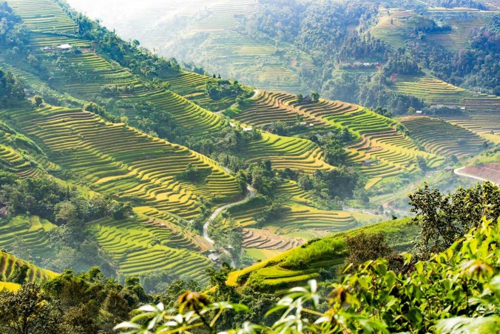 Explore The Beautiful Ripening Rice Season In Hoang Su Phi