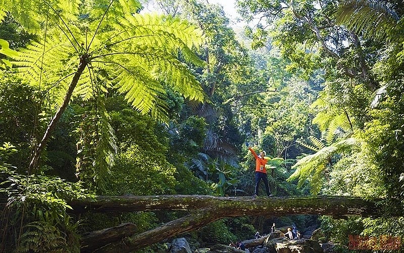 Exploring Dong Chau forest in Quang Binh, Vietnam. (Photo: Kien Tran)
