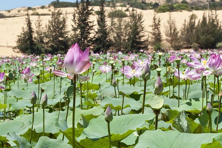 Discover Bau Trang – The Beautiful Lake In The Middle Of Desert