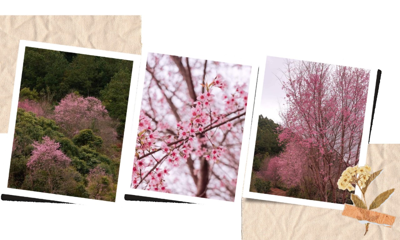 Dalat – The City Of Unique Names