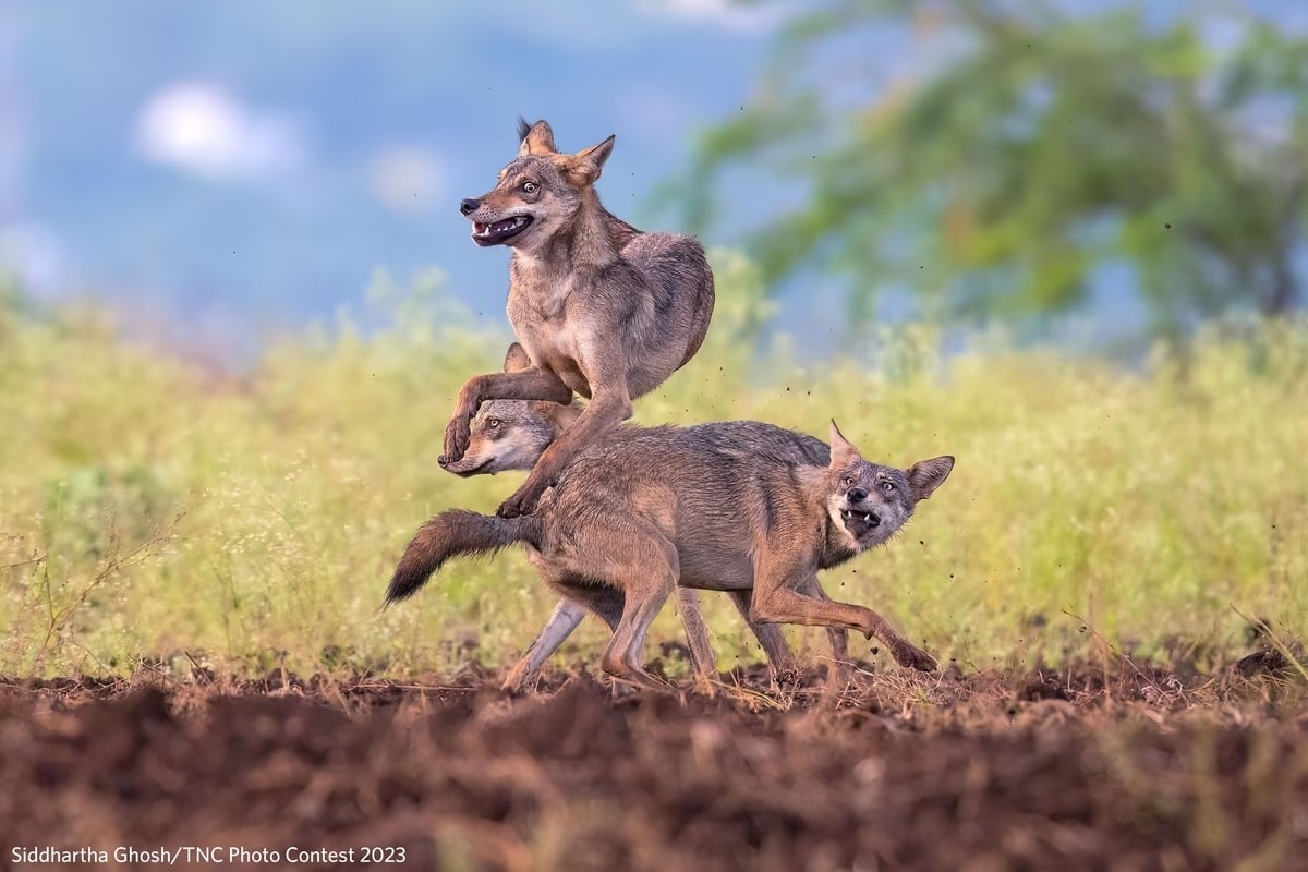 The Nature Conservancy Announces Stunning 2023 Photo Contest Winners Nature Conservancy Announces Stunning 2023 Photo Contest Winners