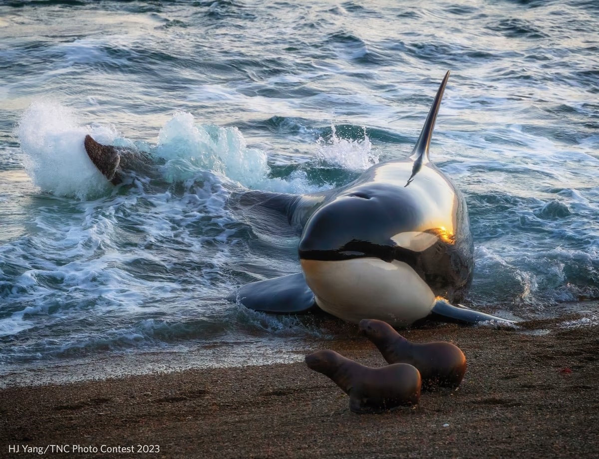 The Nature Conservancy Announces Stunning 2023 Photo Contest Winners Nature Conservancy Announces Stunning 2023 Photo Contest Winners