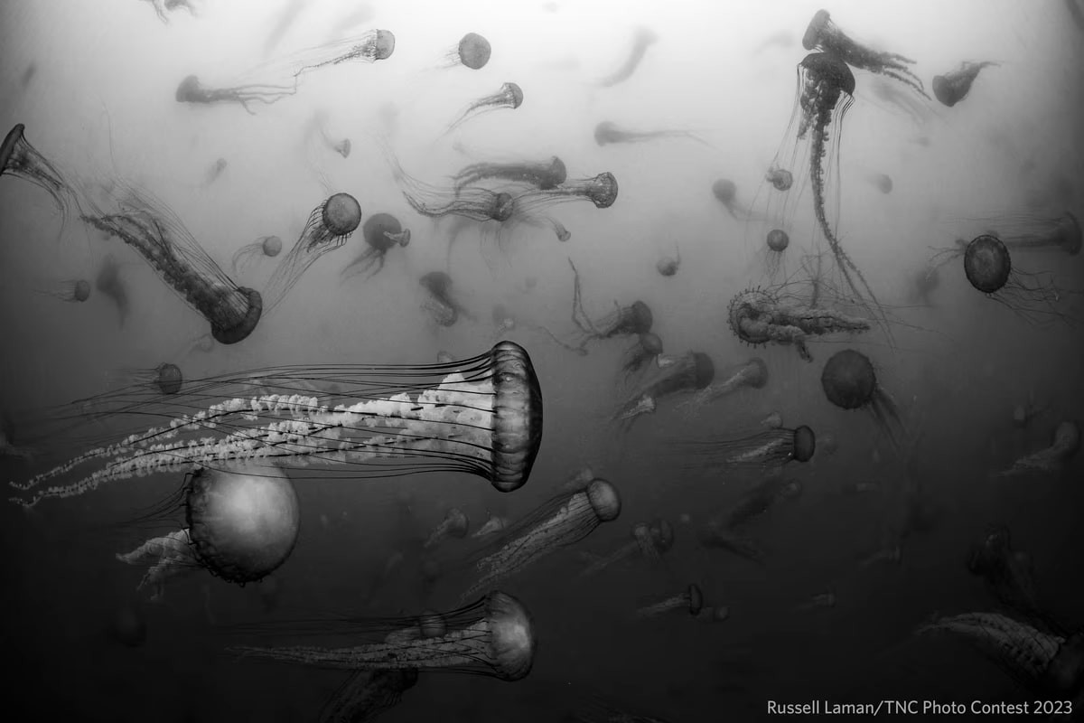 The Nature Conservancy Announces Stunning 2023 Photo Contest Winners Nature Conservancy Announces Stunning 2023 Photo Contest Winners