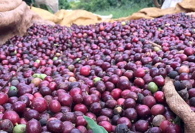 Photo: vietnamagriculture