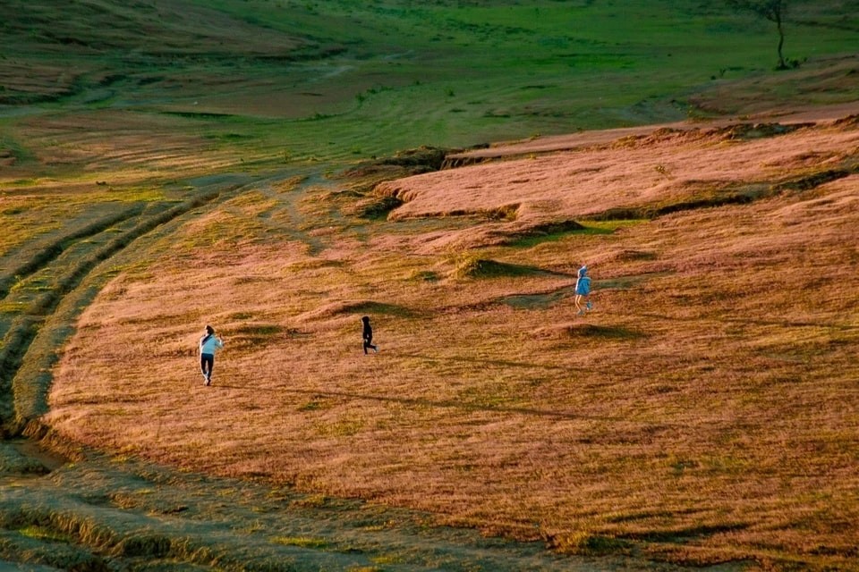 Marvel At The Masara Pink Grass Hill In Lam Dong