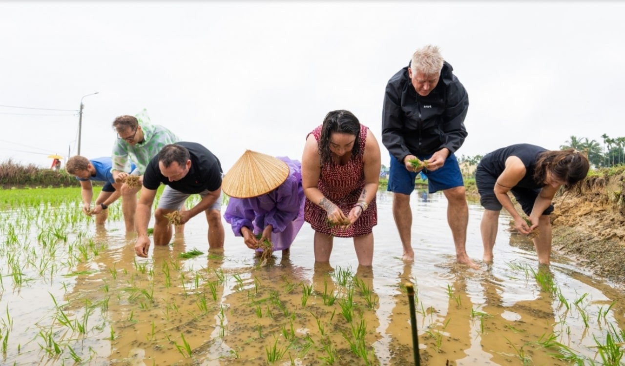 International Tourists Experience Working On Hoi An Rice Fields