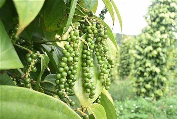 US - Largest Consumer of Vietnamese Pepper