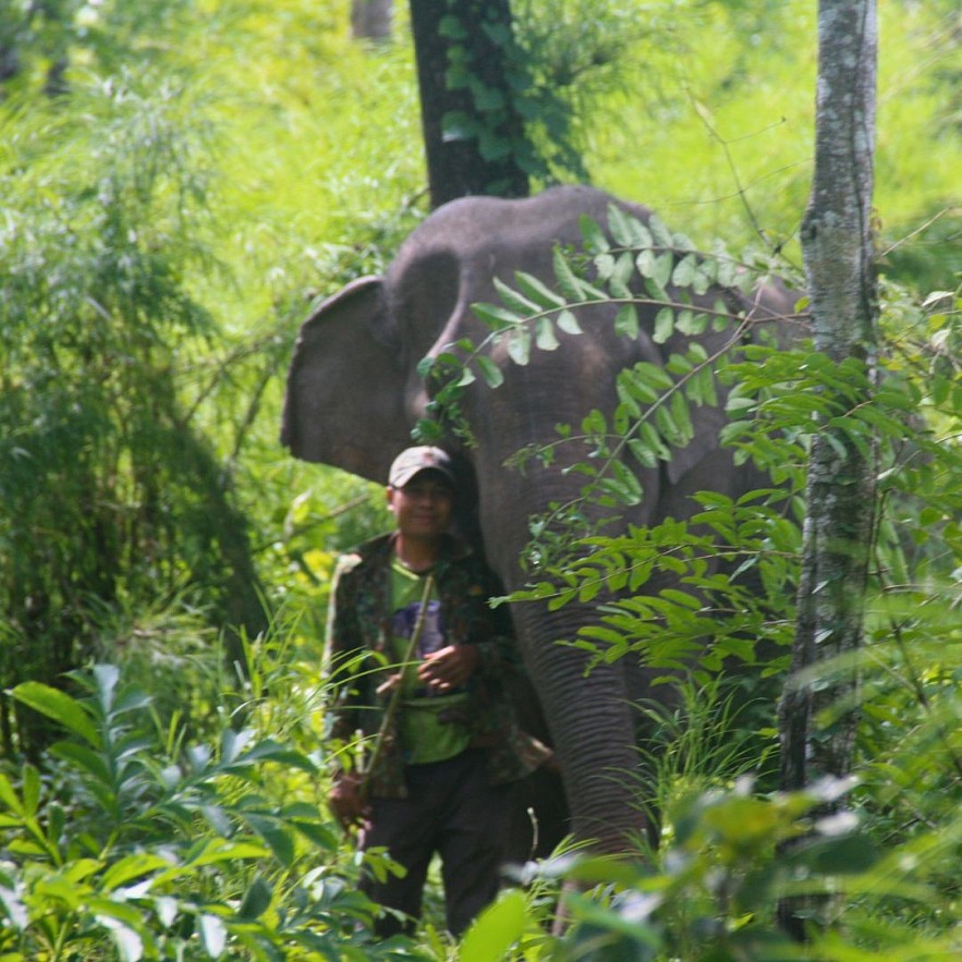 An Afternoon with Yok Don's Elephant Guardians
