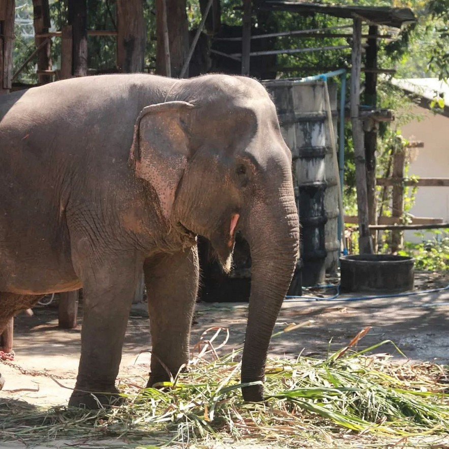 An Afternoon with Yok Don's Elephant Guardians