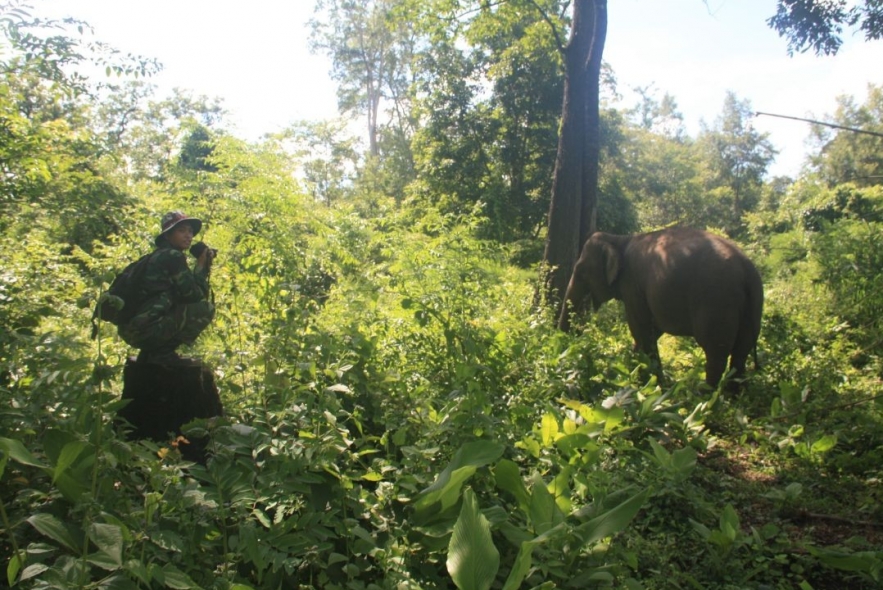 An Afternoon with Yok Don's Elephant Guardians