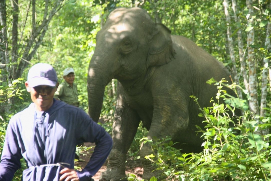 An Afternoon with Yok Don's Elephant Guardians