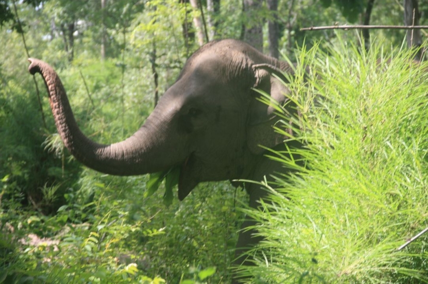 An Afternoon with Yok Don's Elephant Guardians