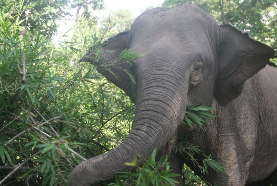 An Afternoon with Yok Don's Elephant Guardians