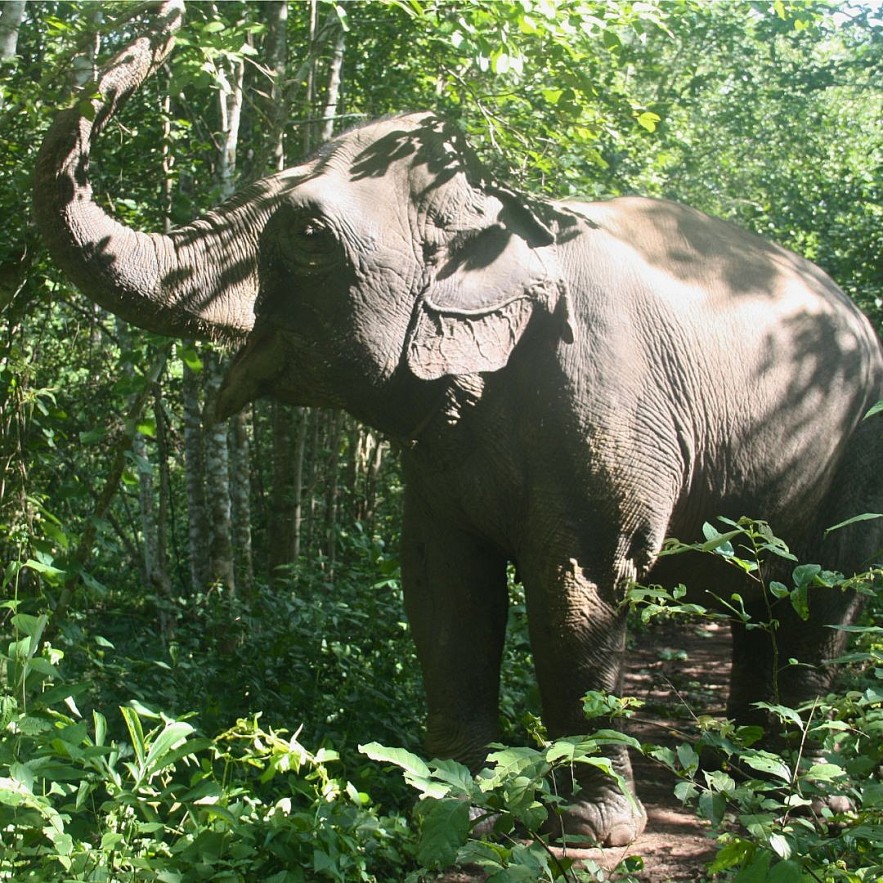 An Afternoon with Yok Don's Elephant Guardians