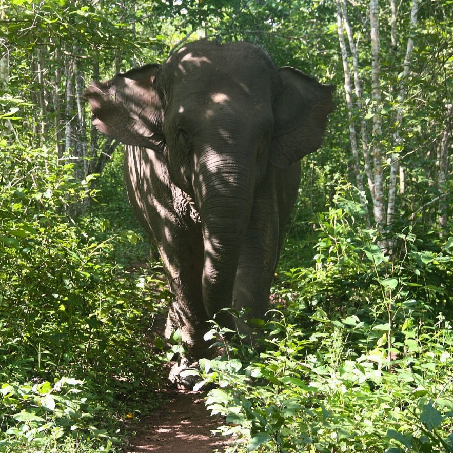 An Afternoon with Yok Don's Elephant Guardians