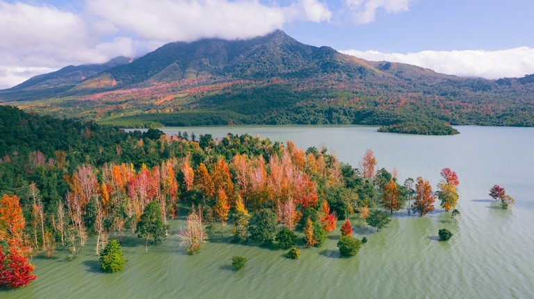 Explore The Majestic Red-Leaf Forest In Quang Tri