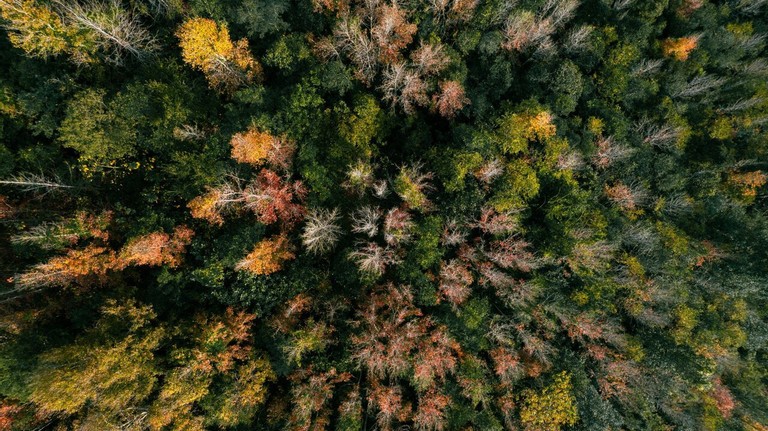 Explore The Majestic Red-Leaf Forest In Quang Tri