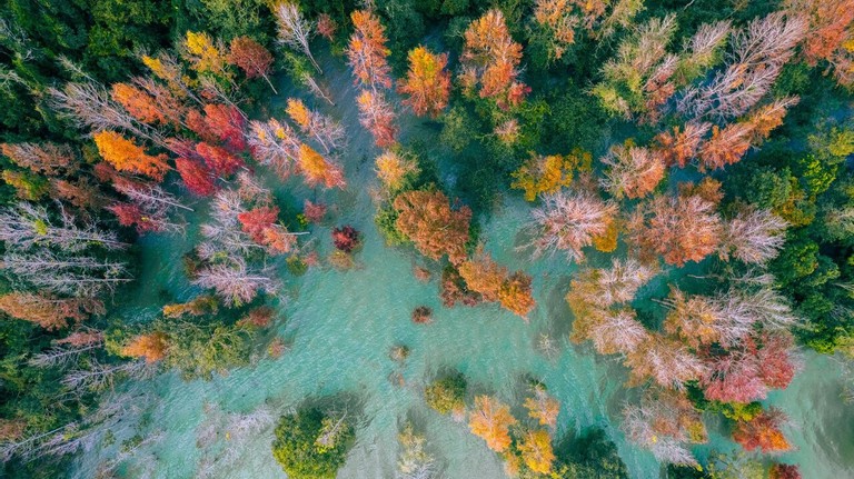 Explore The Majestic Red-Leaf Forest In Quang Tri