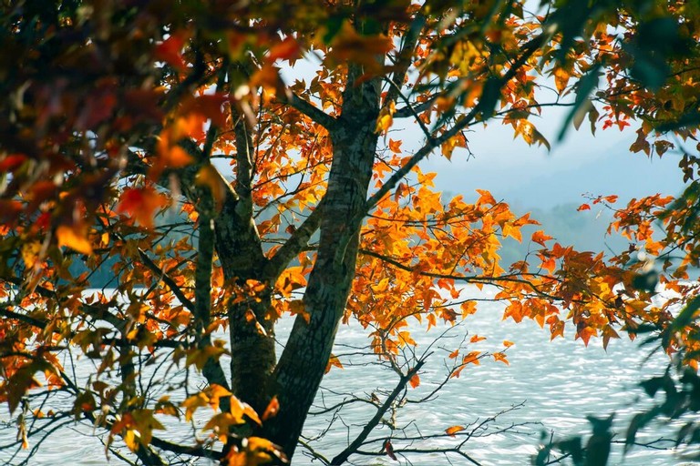 Explore The Majestic Red-Leaf Forest In Quang Tri