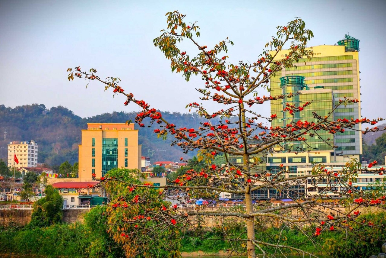 Admire The Gorgeous Rice Flower Season In Lao Cai