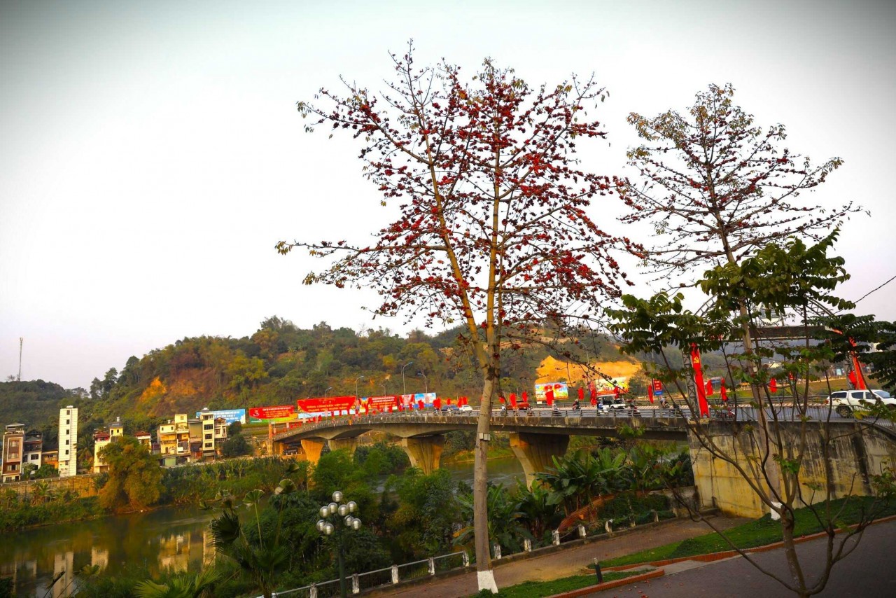 Admire The Gorgeous Rice Flower Season In Lao Cai