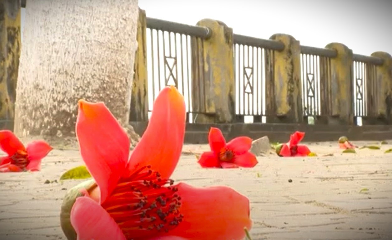 Admire The Gorgeous Rice Flower Season In Lao Cai