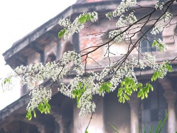 Vietnam’s Weather Forecast (March 23): Sunny Day With Warm Temperatures In The Northern Region