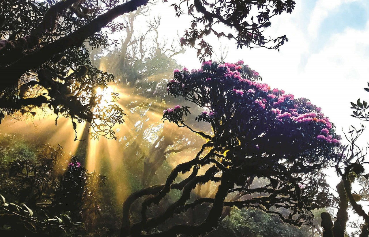 Unique Rhododendron Flowers Bloom In Hoang Lien Son Mountain