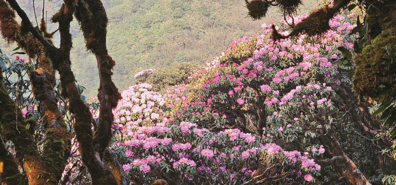 Unique Rhododendron Flowers Bloom In Hoang Lien Son Mountain