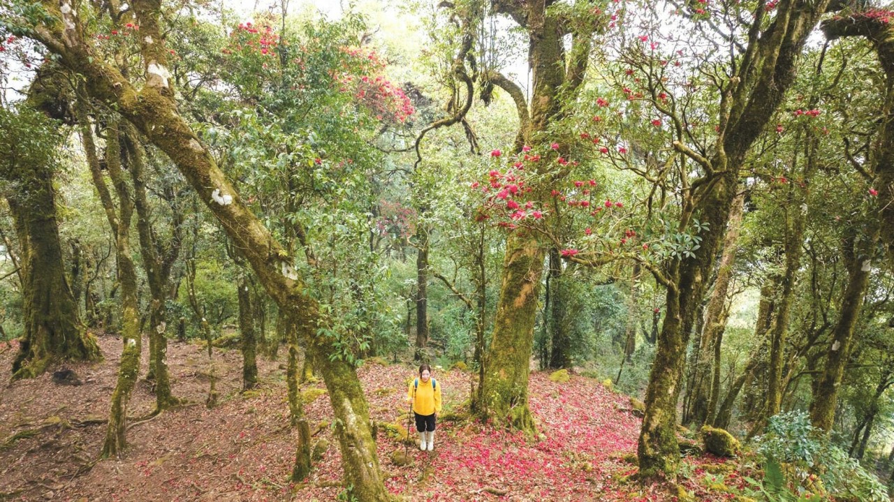 Unique Rhododendron Flowers Bloom In Hoang Lien Son Mountain