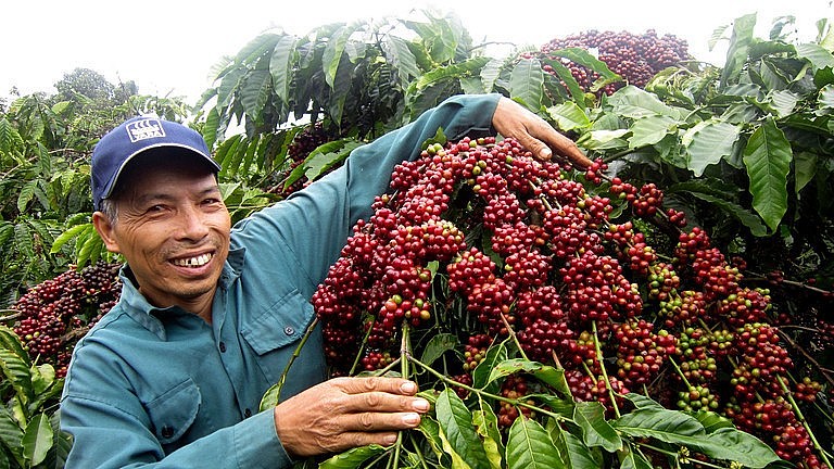 Vietnam is a big Robusta supplier (Photo: Hoang Minh)