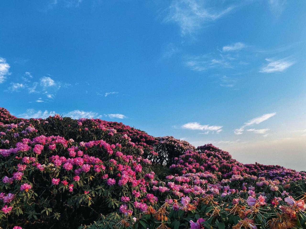 Conquer The Majestic Putaleng Mountain In Northern Vietnam