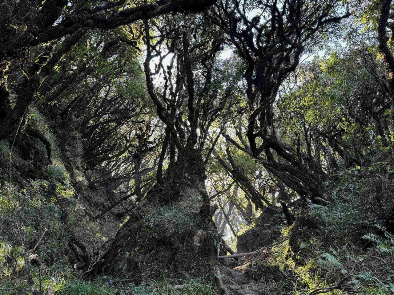 Discover The Fairytale-Like Beauty Of Sa Mu Mountain Peak