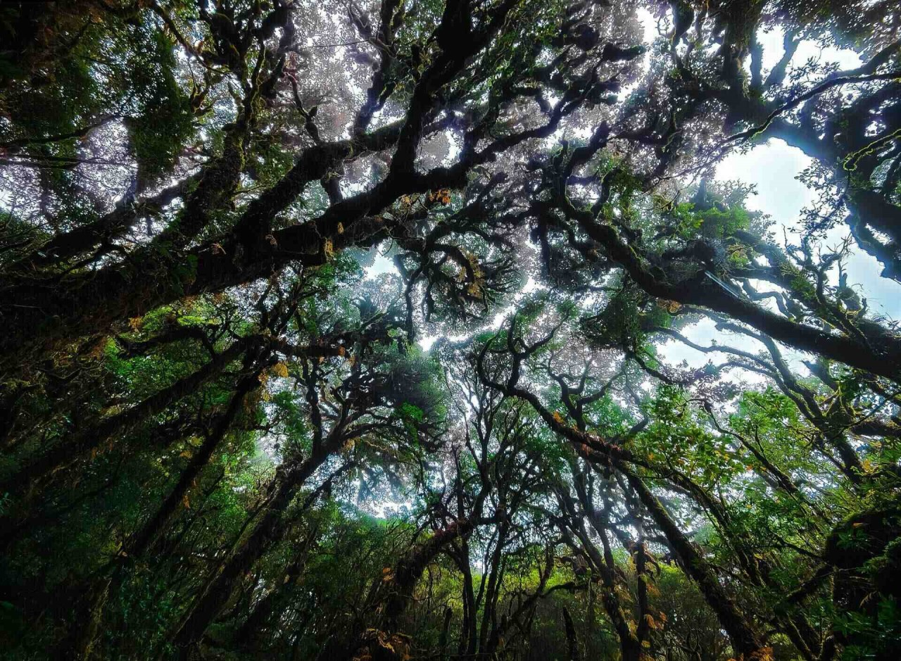 Discover The Fairytale-Like Beauty Of Sa Mu Mountain Peak