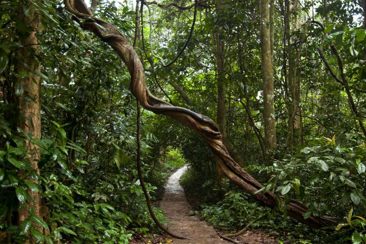Enjoy A Peaceful Summer Vacation In Cuc Phuong National Park
