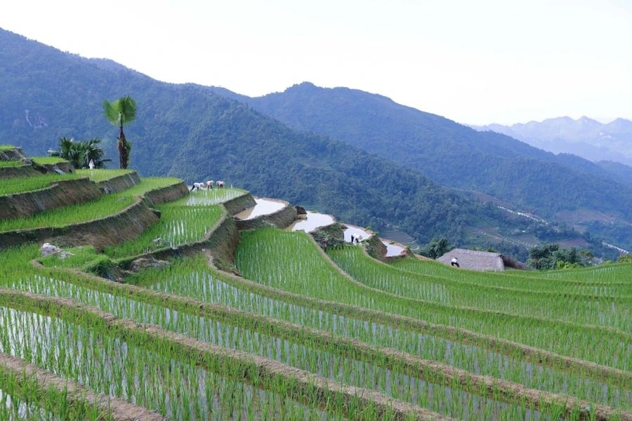 Xa Phin - The Dreamy Moss-Covered Village In Ha Giang