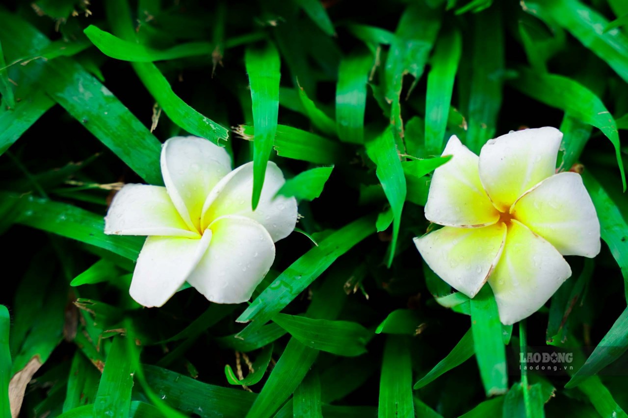 Brilliant Porcelain Flowers Bloom In The Ancient Capital Of Hue