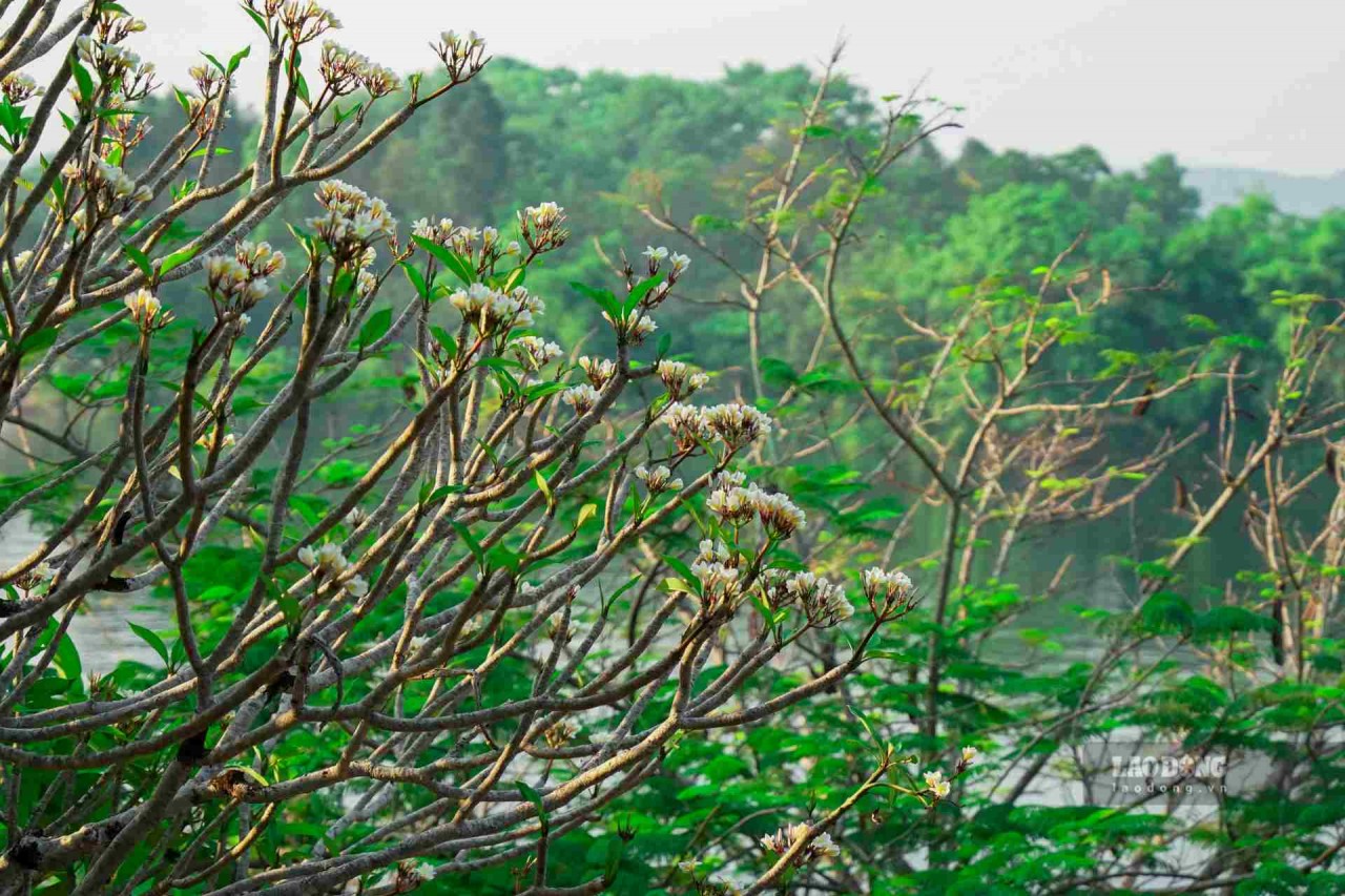 Brilliant Porcelain Flowers Bloom In The Ancient Capital Of Hue
