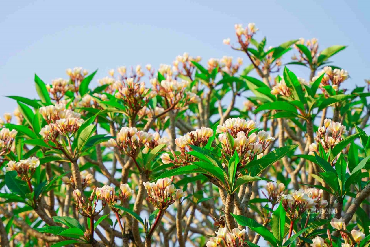 Brilliant Porcelain Flowers Bloom In The Ancient Capital Of Hue