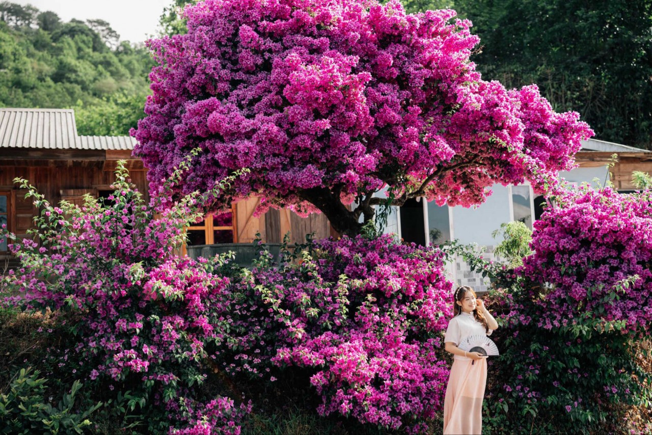 Admire The Unique 35-Year-Old Paper Flower Tree In Da Lat