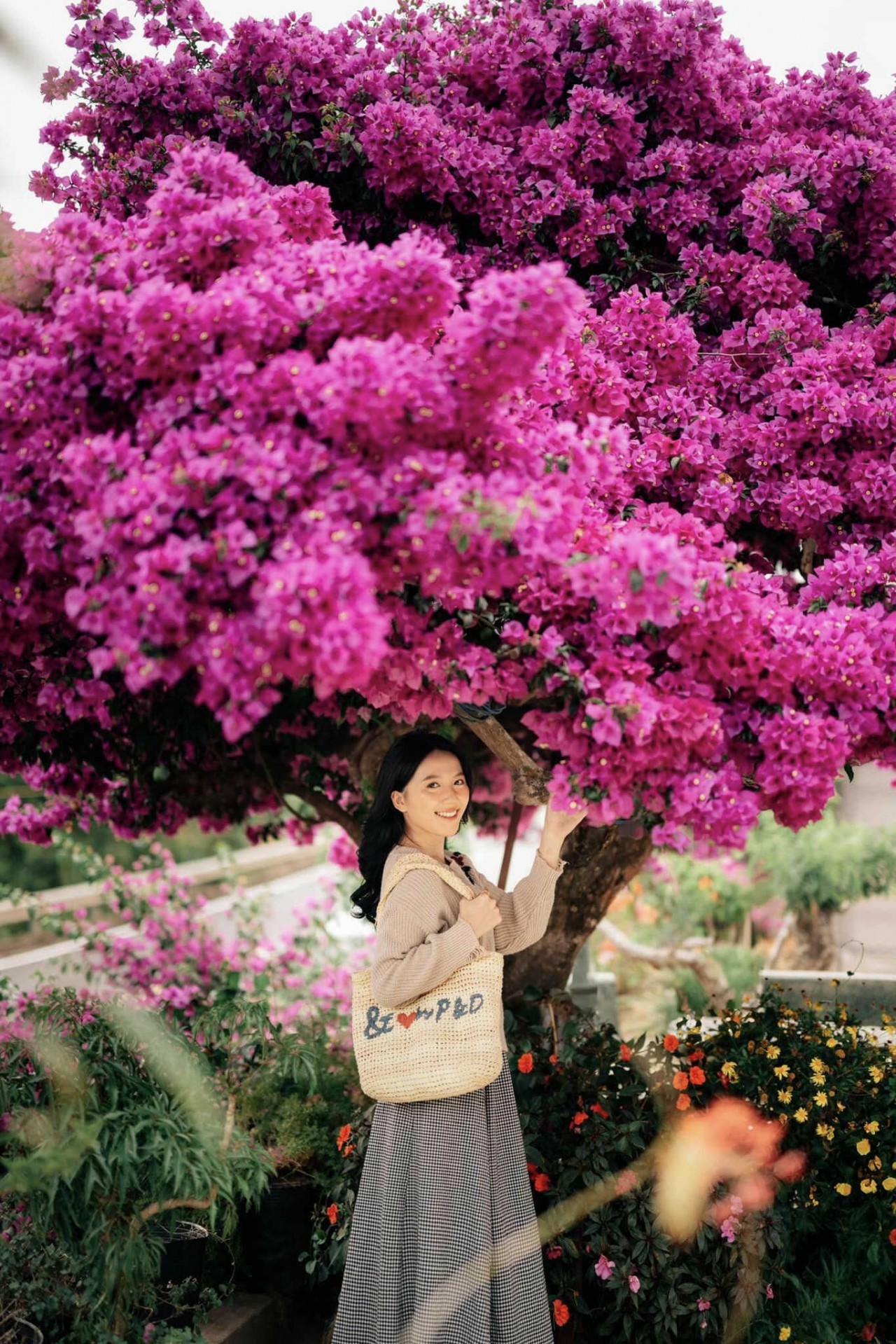 Admire The Unique 35-Year-Old Paper Flower Tree In Da Lat