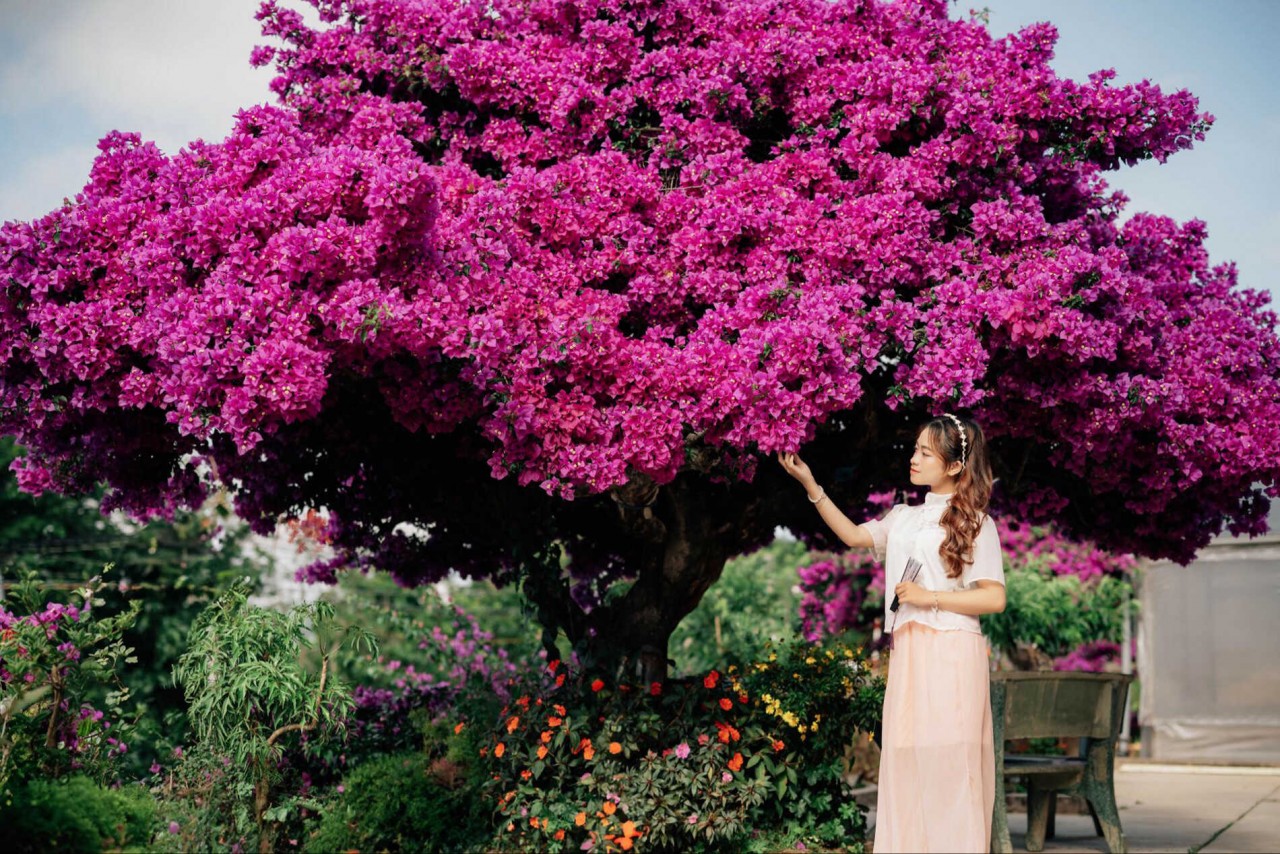 Admire The Unique 35-Year-Old Paper Flower Tree In Da Lat