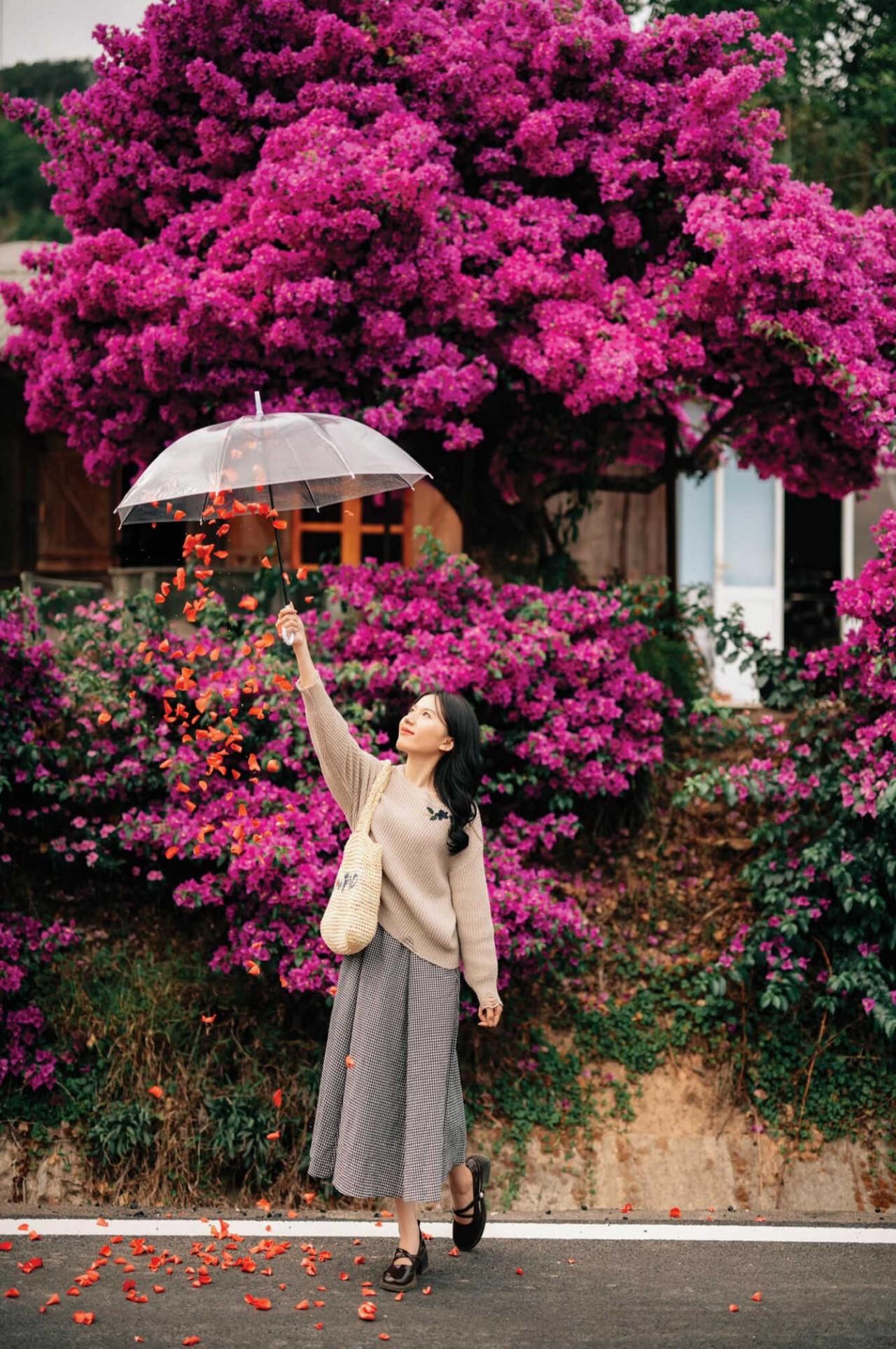 Admire The Unique 35-Year-Old Paper Flower Tree In Da Lat