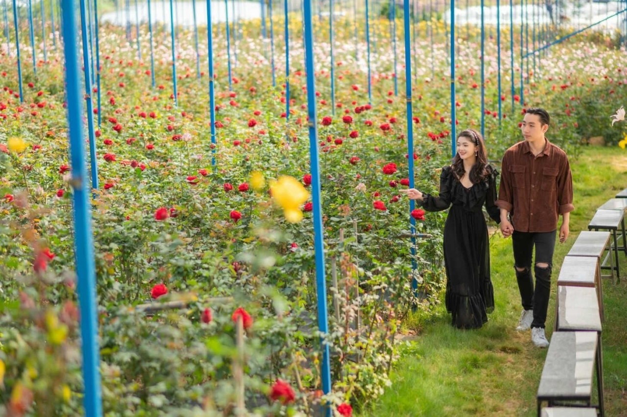Explore The Petite Rose Valley In The Heart Of Da Lat