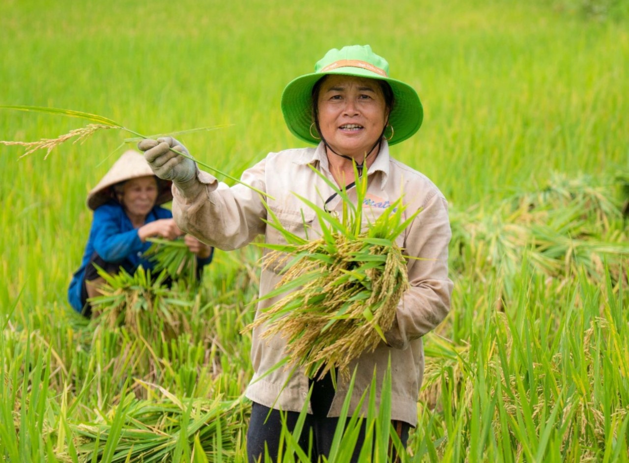 Admire The Mesmerizing Don Village In The Ripening Rice Season