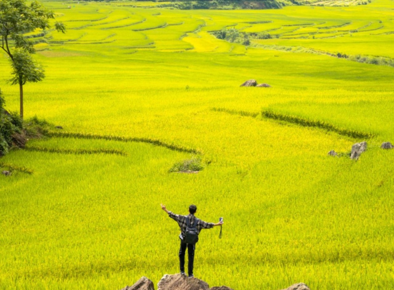 Admire The Mesmerizing Don Village In The Ripening Rice Season