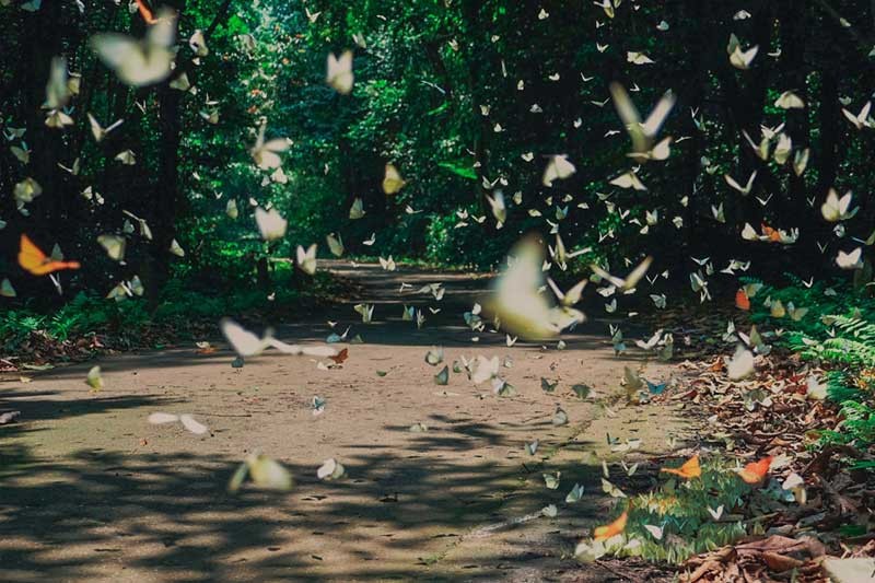Discover The Magical Butterfly Season In Cat Ba Island