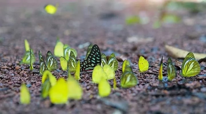 Discover The Magical Butterfly Season In Cat Ba Island