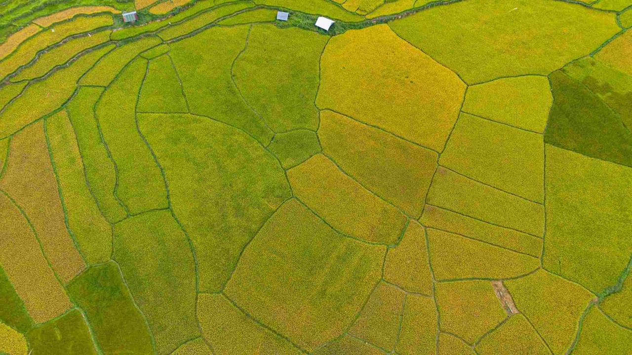 Admire The Mesmerizing Ripening Kon Tu Rang Terraced Fields In Kon Tum