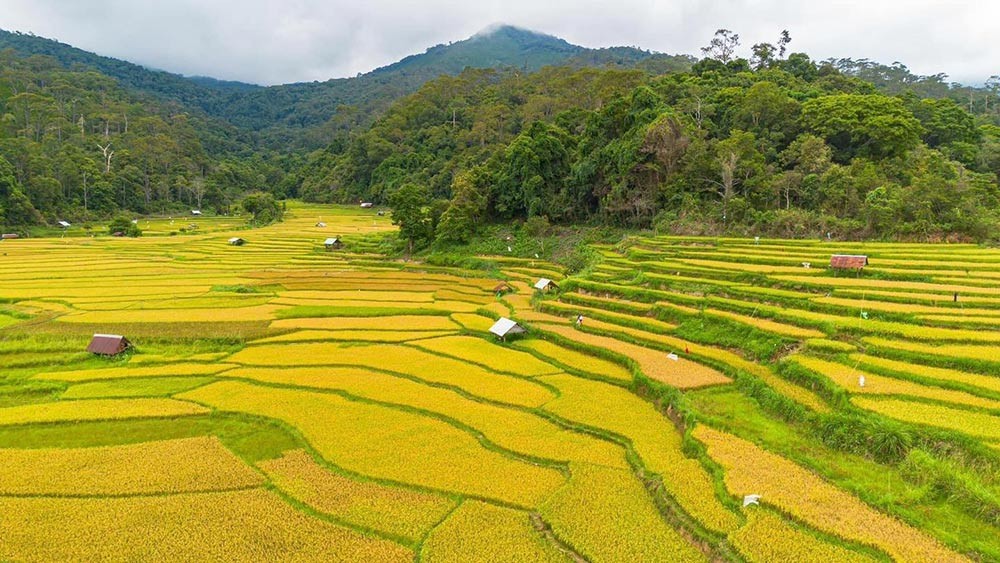Admire The Mesmerizing Ripening Kon Tu Rang Terraced Fields In Kon Tum